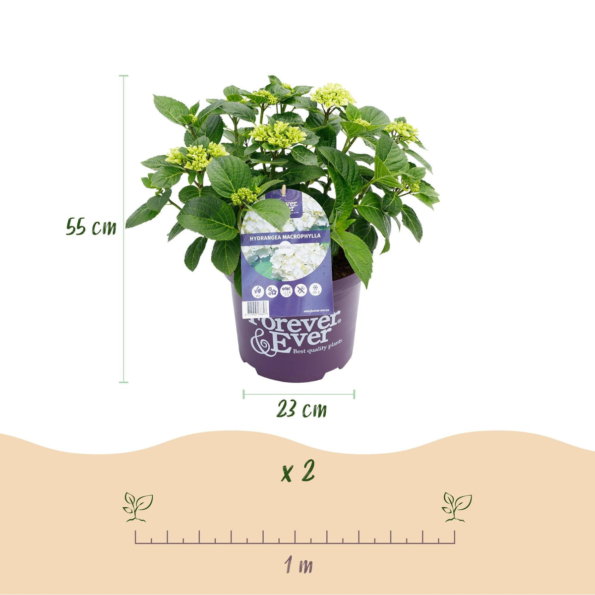 Hortensie Hydrangea macrophylla Forever & Ever Weiß – Balkonpflanze – 7-12 Blüten – Topf 23cm – Höhe 55cm – Pflegeleicht – Für Beet, Terrasse & Balkon