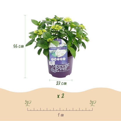 Hortensie Hydrangea macrophylla Forever & Ever Weiß – Balkonpflanze – 7-12 Blüten – Topf 23cm – Höhe 55cm – Pflegeleicht – Für Beet, Terrasse & Balkon