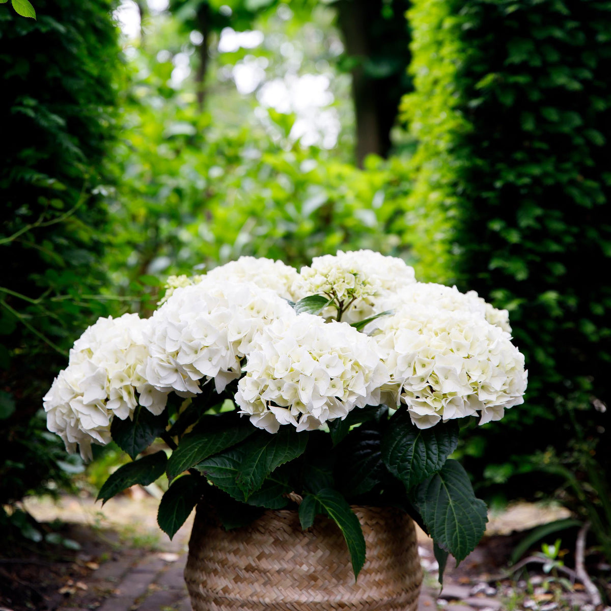 Hortensie Hydrangea macrophylla Forever & Ever Weiß – Balkonpflanze – 7-12 Blüten – Topf 23cm – Höhe 55cm – Pflegeleicht – Für Beet, Terrasse & Balkon
