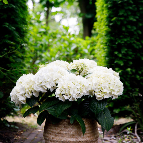 Hortensie Hydrangea macrophylla Forever & Ever Weiß – Balkonpflanze – 7-12 Blüten – Topf 23cm – Höhe 55cm – Pflegeleicht – Für Beet, Terrasse & Balkon