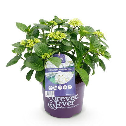Hortensie Hydrangea macrophylla Forever & Ever Weiß – Balkonpflanze – 7-12 Blüten – Topf 23cm – Höhe 55cm – Pflegeleicht – Für Beet, Terrasse & Balkon