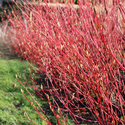 Rotholz – Hartriegel – Cornus alba 'Sibirica' – Ø17cm – ca. 45cm hoch – Zierstrauch mit roten Zweigen – Winterhart & pflegeleicht – Bienenfreundlich