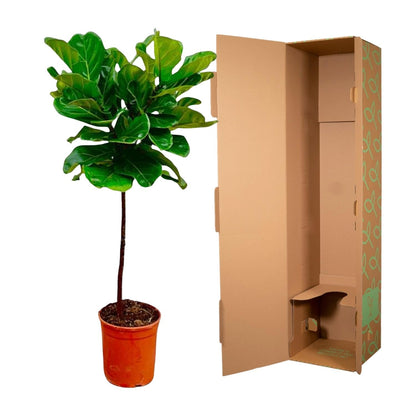 Ficus Lyrata – Geigenfeige – ca. 130cm hoch – Ø24cm – Zimmerpflanze mit Stamm – Groß, dekorativ & luftreinigend – Für Wohnzimmer, Büro & Wintergarten