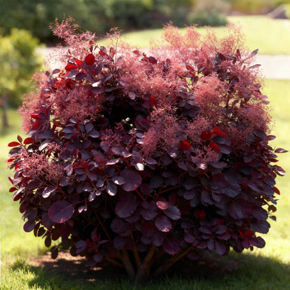 Cotinus coggygria Lilla – 12cm – Höhe ca. 35cm – Purpurrotes Laub & lila Sommerblüte