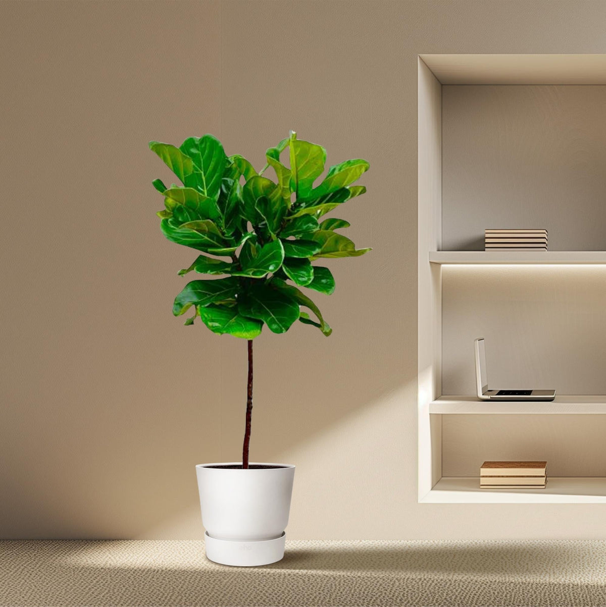 Ficus Lyrata – Geigenfeige – ca. 130cm hoch – Ø24cm – Zimmerpflanze mit Stamm – Groß, dekorativ & luftreinigend – Für Wohnzimmer, Büro & Wintergarten