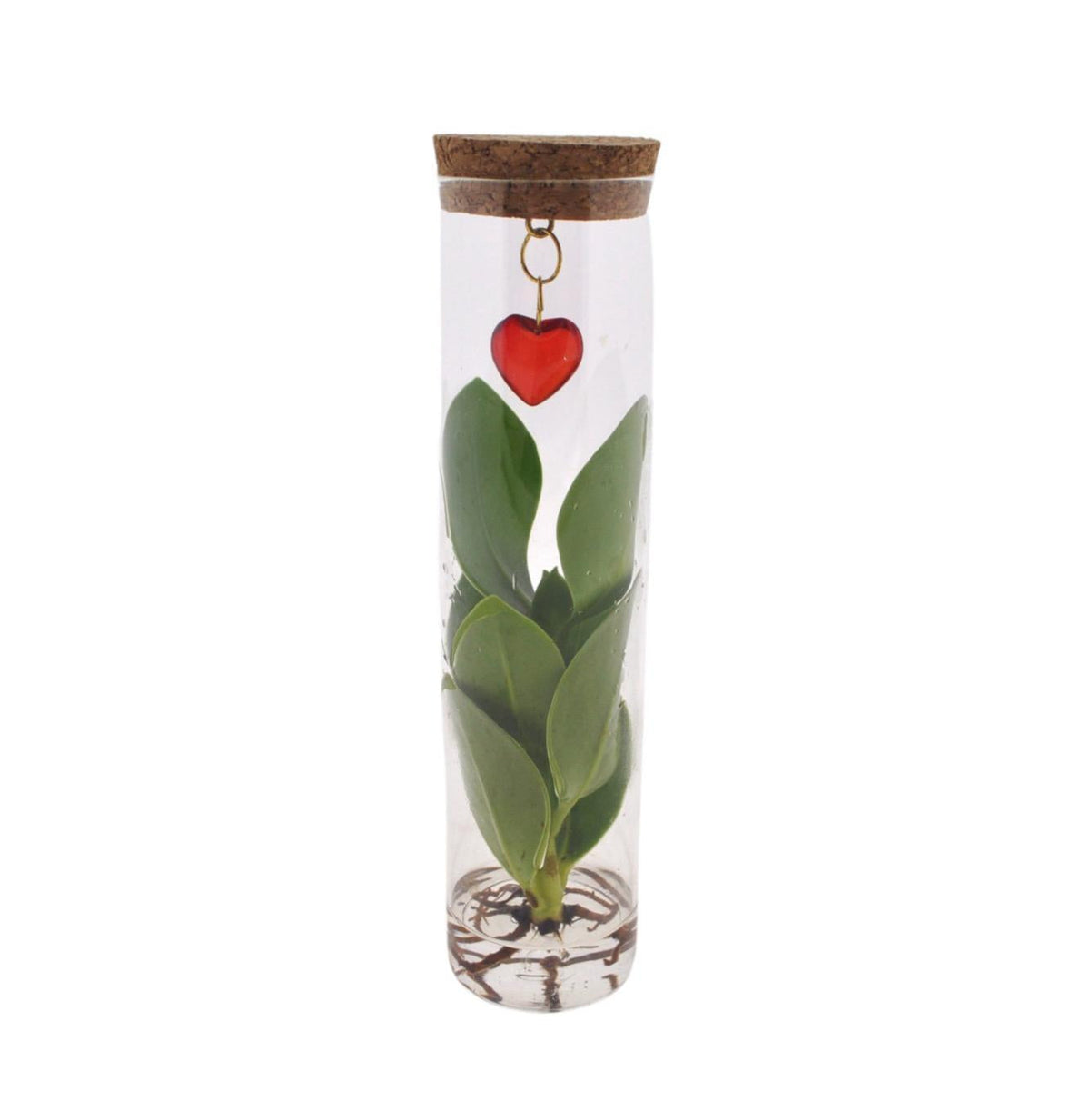 Clusia im Glasröhrchen mit Herzanhänger – Mix in Tube Glas + Jewel – Ø7cm – ↕15cm – Stilvolle Zimmerpflanze im Glas – Perfekte Geschenkidee