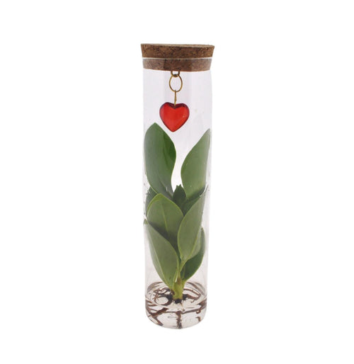 Clusia im Glasröhrchen mit Herzanhänger – Mix in Tube Glas + Jewel – Ø7cm – ↕15cm – Stilvolle Zimmerpflanze im Glas – Perfekte Geschenkidee