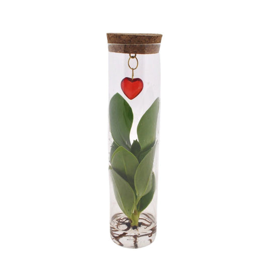 Clusia im Glasröhrchen mit Herzanhänger – Mix in Tube Glas + Jewel – Ø7cm – ↕15cm – Stilvolle Zimmerpflanze im Glas – Perfekte Geschenkidee