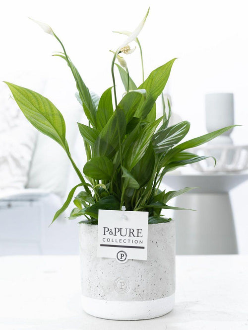 Spathiphyllum im Keramiktopf – Friedenslilie – Ø12cm ↕35cm – Einblatt mit weißen Blüten – Luftreinigende Zimmerpflanze