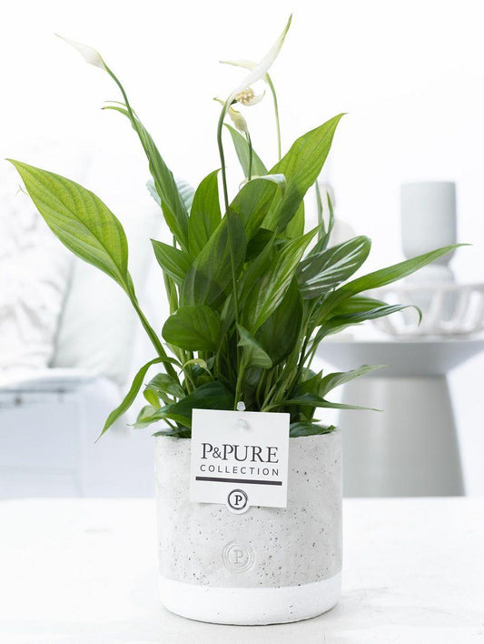 Spathiphyllum im Keramiktopf – Friedenslilie – Ø12cm ↕35cm – Einblatt mit weißen Blüten – Luftreinigende Zimmerpflanze