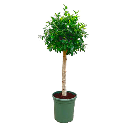 Ficus Nitida – ca. 150cm Höhe – Immergrüne Zimmerpflanze mit dichter Krone – Topfgröße Ø30cm – Elegante Innenraum – Luftreinigend & pflegeleicht
