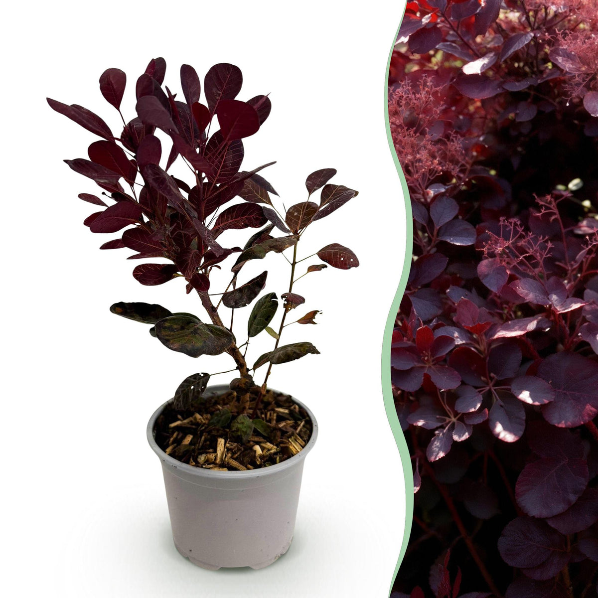 Cotinus coggygria Lilla – 12cm – Höhe ca. 35cm – Purpurrotes Laub & lila Sommerblüte