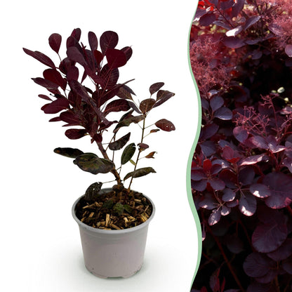 Cotinus coggygria Lilla – 12cm – Höhe ca. 35cm – Purpurrotes Laub & lila Sommerblüte
