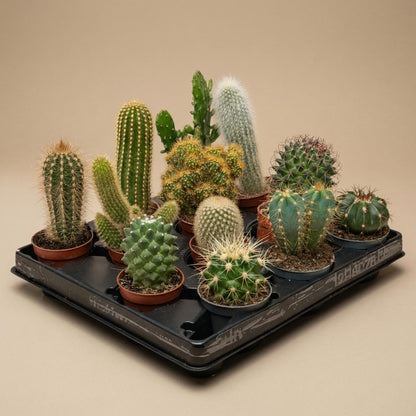 Kaktus Set 6 Stück San Juan im Keramik Mini Topf – lebende Kakteen Mix Höhe ca.8-12cm – Dekotöpfe Ø7,2cm – Geschenkset