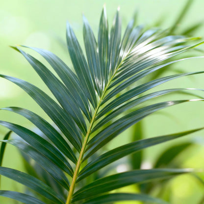 Howea Forsteriana – Kentia – Palme – 160-170cm – 27cm – Pflegeleichte, elegante Zimmerpalme mit fiederartigen Wedeln – Tropisches Highlight für Wohn