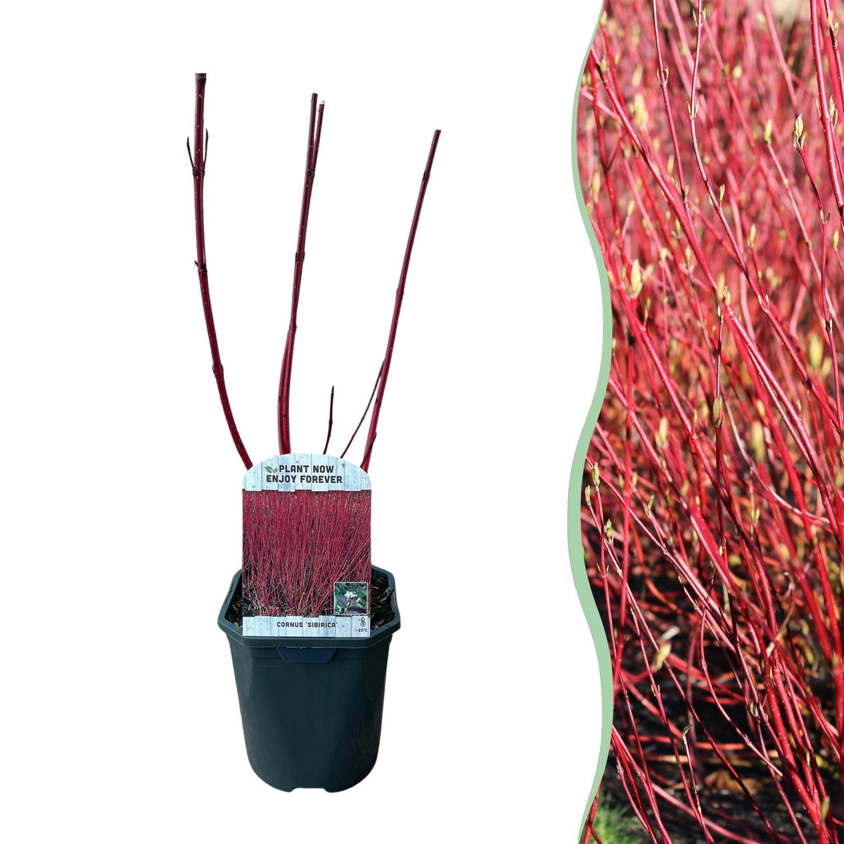 Rotholz – Hartriegel – Cornus alba 'Sibirica' – Ø17cm – ca. 45cm hoch – Zierstrauch mit roten Zweigen – Winterhart & pflegeleicht – Bienenfreundlich