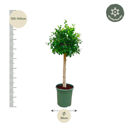 Ficus Nitida – ca. 150cm Höhe – Immergrüne Zimmerpflanze mit dichter Krone – Topfgröße Ø30cm – Elegante Innenraum – Luftreinigend & pflegeleicht