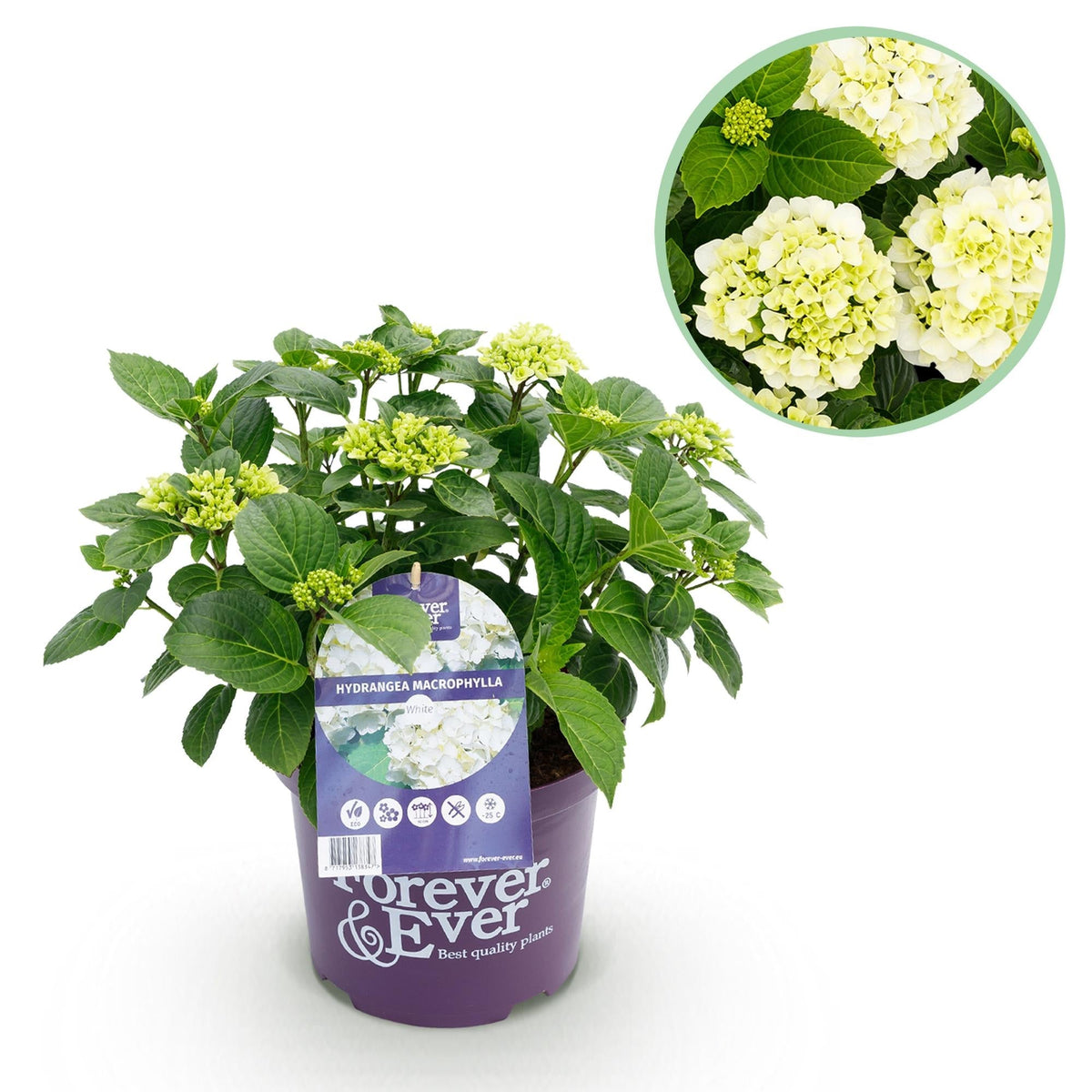 Hortensie Hydrangea macrophylla Forever & Ever Weiß – Balkonpflanze – 7-12 Blüten – Topf 23cm – Höhe 55cm – Pflegeleicht – Für Beet, Terrasse & Balkon