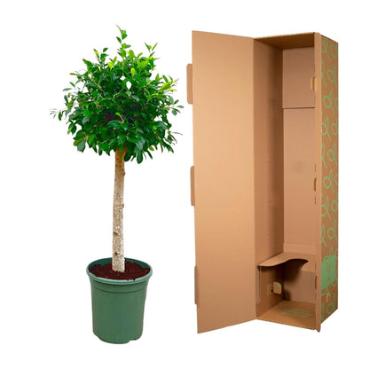 Ficus Nitida – ca. 150cm Höhe – Immergrüne Zimmerpflanze mit dichter Krone – Topfgröße Ø30cm – Elegante Innenraum – Luftreinigend & pflegeleicht