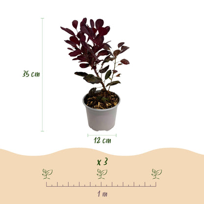 Cotinus coggygria Lilla – 12cm – Höhe ca. 35cm – Purpurrotes Laub & lila Sommerblüte