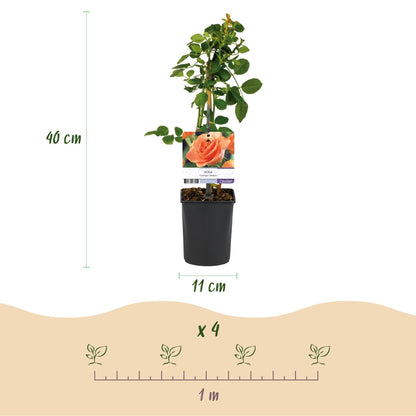 Kletterrose – Rosa Orange Climber – Orange Blüten – 2 Pflanzen – 11cm – Höhe 40cm – Wenig Pflege – Blüte im Sommer
