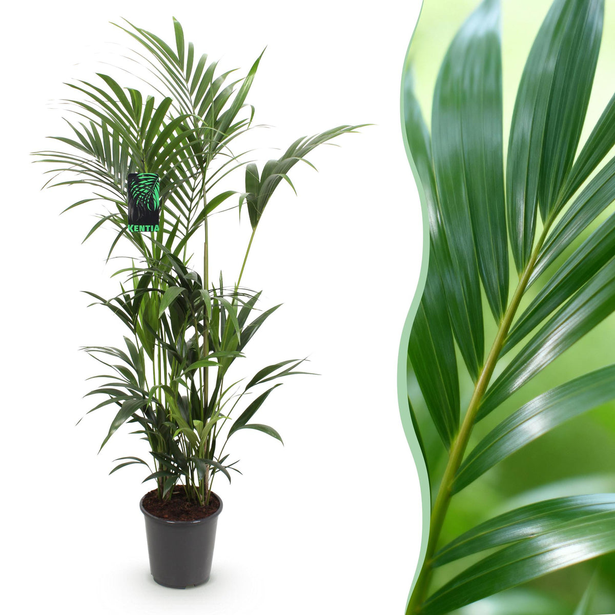 Howea Forsteriana – Kentia – Palme – 160-170cm – 27cm – Pflegeleichte, elegante Zimmerpalme mit fiederartigen Wedeln – Tropisches Highlight für Wohn