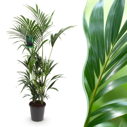 Howea Forsteriana – Kentia – Palme – 160-170cm – 27cm – Pflegeleichte, elegante Zimmerpalme mit fiederartigen Wedeln – Tropisches Highlight für Wohn