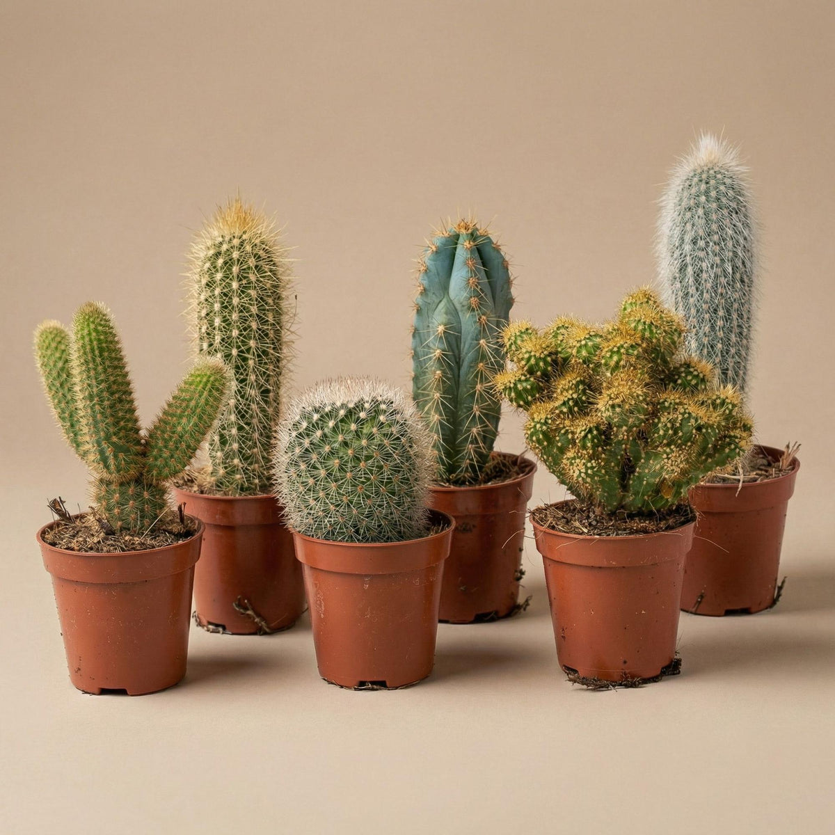 Kaktus Set 6 Stück San Juan im Keramik Mini Topf – lebende Kakteen Mix Höhe ca.8-12cm – Dekotöpfe Ø7,2cm – Geschenkset