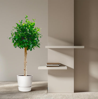 Ficus Nitida – ca. 150cm Höhe – Immergrüne Zimmerpflanze mit dichter Krone – Topfgröße Ø30cm – Elegante Innenraum – Luftreinigend & pflegeleicht