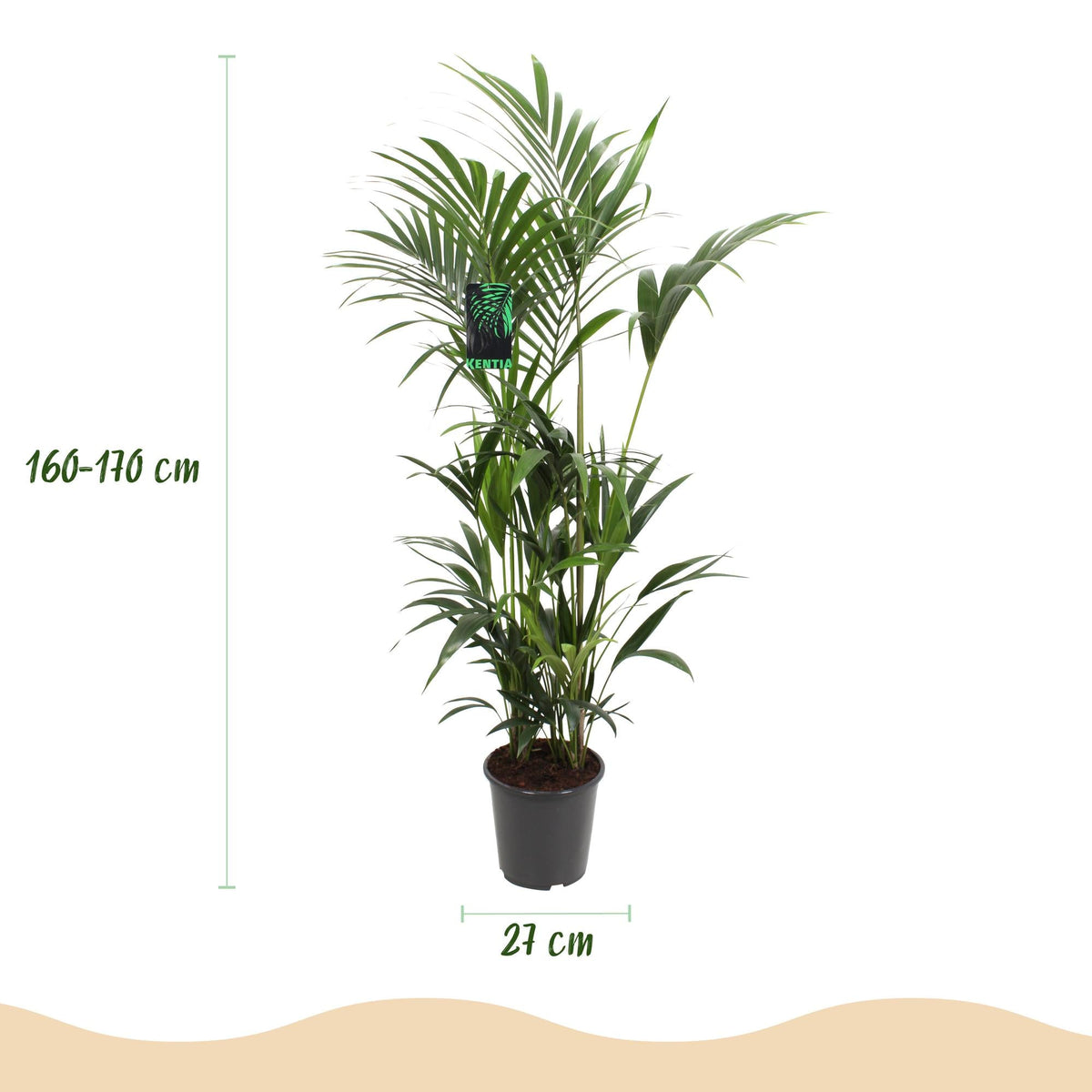 Howea Forsteriana – Kentia – Palme – 160-170cm – 27cm – Pflegeleichte, elegante Zimmerpalme mit fiederartigen Wedeln – Tropisches Highlight für Wohn
