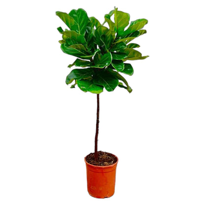 Ficus Lyrata – Geigenfeige – ca. 130cm hoch – Ø24cm – Zimmerpflanze mit Stamm – Groß, dekorativ & luftreinigend – Für Wohnzimmer, Büro & Wintergarten