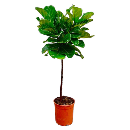 Ficus Lyrata – Geigenfeige – ca. 130cm hoch – Ø24cm – Zimmerpflanze mit Stamm – Groß, dekorativ & luftreinigend – Für Wohnzimmer, Büro & Wintergarten