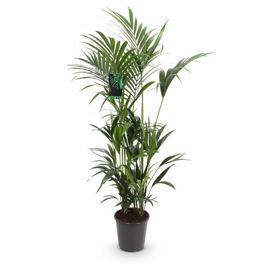 Howea Forsteriana – Kentia – Palme – 160-170cm – 27cm – Pflegeleichte, elegante Zimmerpalme mit fiederartigen Wedeln – Tropisches Highlight für Wohn
