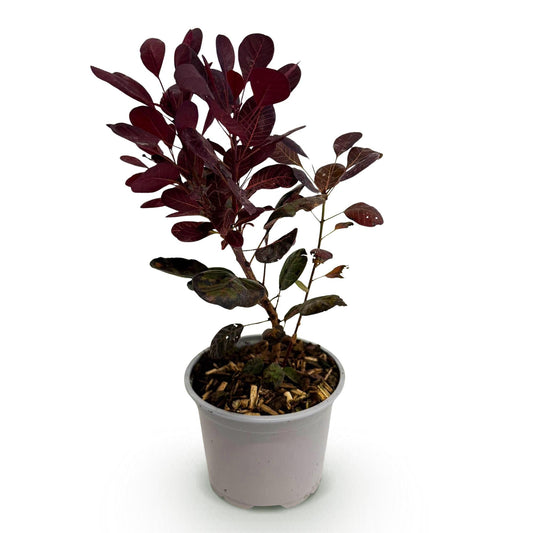 Cotinus coggygria Lilla – 12cm – Höhe ca. 35cm – Purpurrotes Laub & lila Sommerblüte