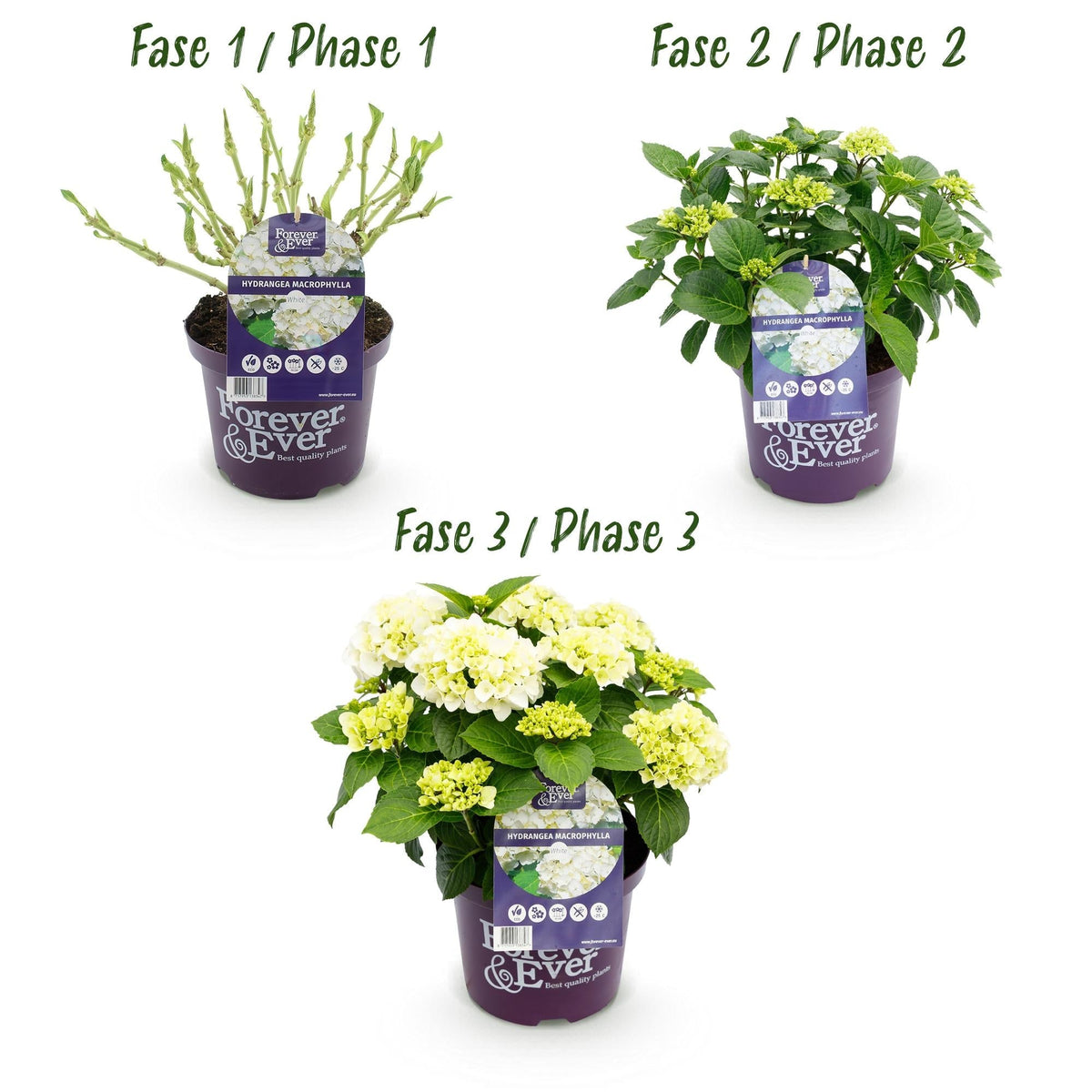 Hortensie Hydrangea macrophylla Forever & Ever Weiß – Balkonpflanze – 7-12 Blüten – Topf 23cm – Höhe 55cm – Pflegeleicht – Für Beet, Terrasse & Balkon