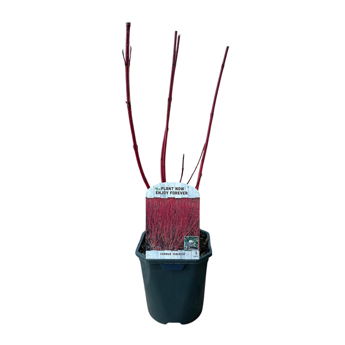 Rotholz – Hartriegel – Cornus alba 'Sibirica' – Ø17cm – ca. 45cm hoch – Zierstrauch mit roten Zweigen – Winterhart & pflegeleicht – Bienenfreundlich