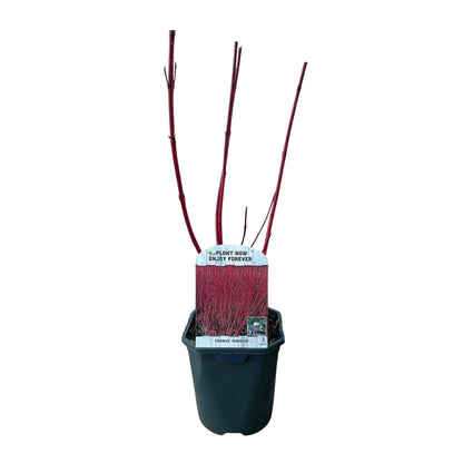 Rotholz – Hartriegel – Cornus alba 'Sibirica' – Ø17cm – ca. 45cm hoch – Zierstrauch mit roten Zweigen – Winterhart & pflegeleicht – Bienenfreundlich