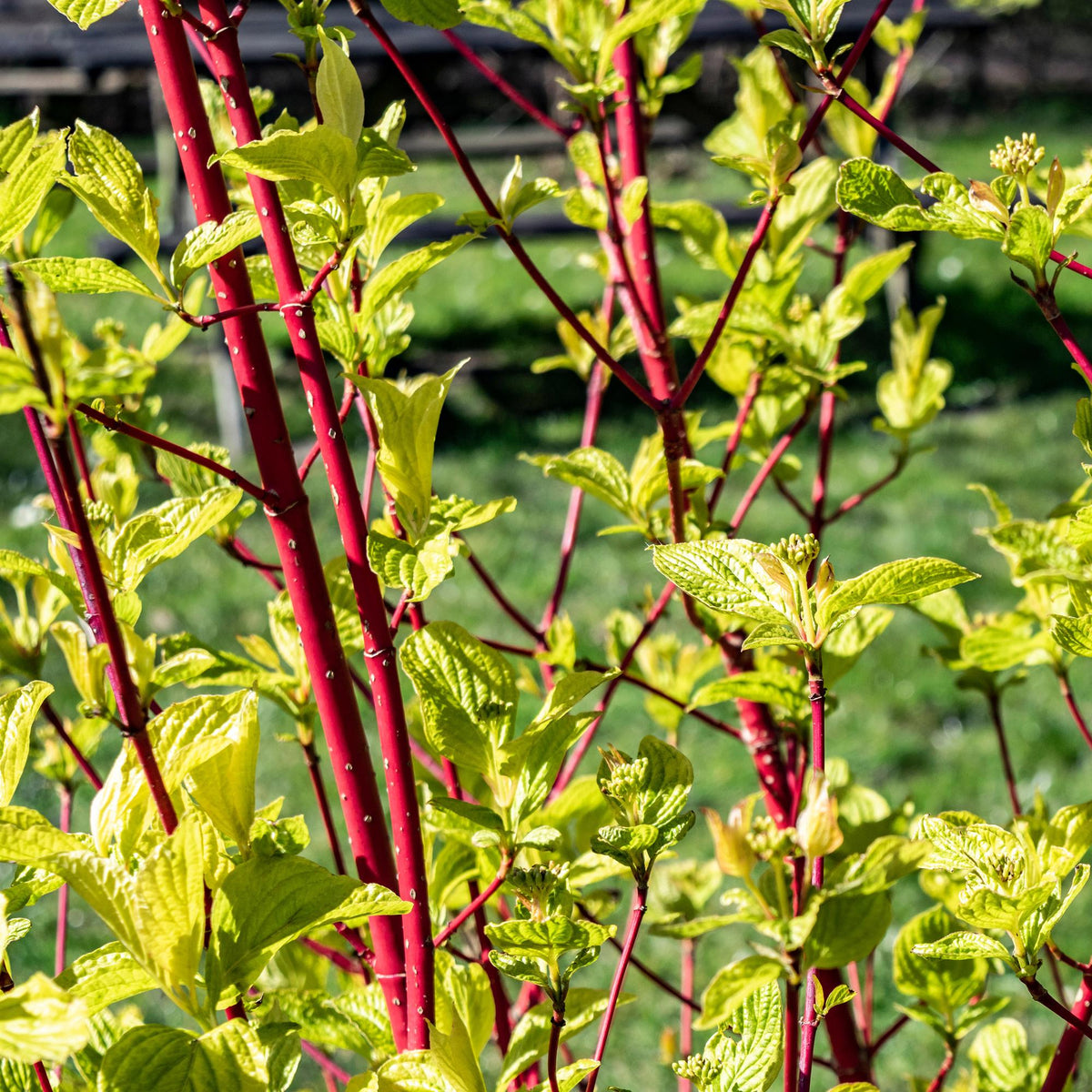Rotholz – Hartriegel – Cornus alba 'Sibirica' – Ø17cm – ca. 45cm hoch – Zierstrauch mit roten Zweigen – Winterhart & pflegeleicht – Bienenfreundlich