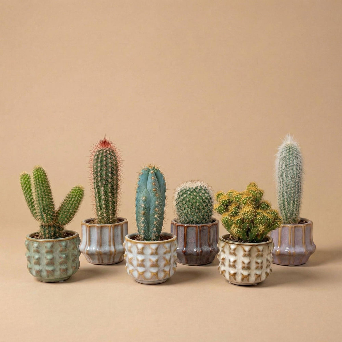 Kaktus Set 6 Stück San Juan im Keramik Mini Topf – lebende Kakteen Mix Höhe ca.8-12cm – Dekotöpfe Ø7,2cm – Geschenkset