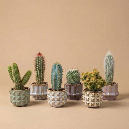 Kaktus Set 6 Stück San Juan im Keramik Mini Topf – lebende Kakteen Mix Höhe ca.8-12cm – Dekotöpfe Ø7,2cm – Geschenkset