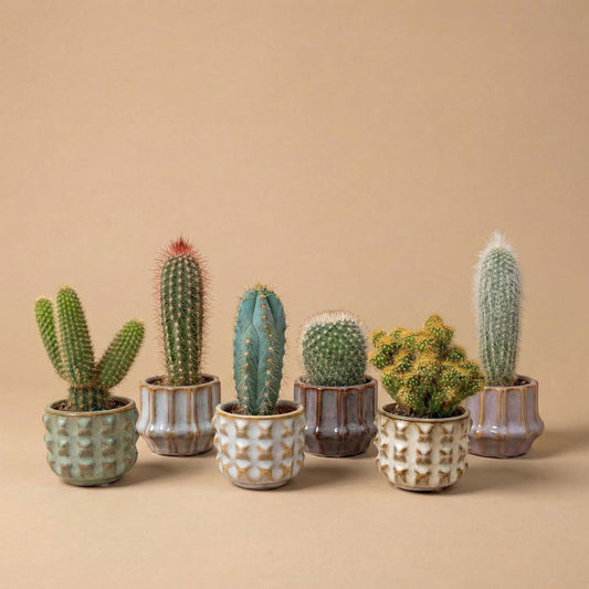 Kaktus Set 6 Stück San Juan im Keramik Mini Topf – lebende Kakteen Mix Höhe ca.8-12cm – Dekotöpfe Ø7,2cm – Geschenkset