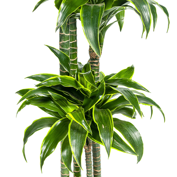 Drachenbaum Dracaena Deremensis Dorado Zimmerpflanze Ø27cm ↕180cm – pflegeleichte Grünpflanze für Wohnzimmer, Büro & helle Standorte kaufen