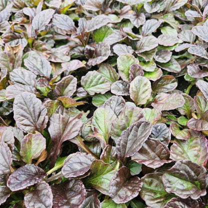 Kriechender Günsel Ajuga reptans – ↕10-25cm – Ø9cm – Bodendecker – Halbschatten & Schatten – Blühend & pflegeleicht