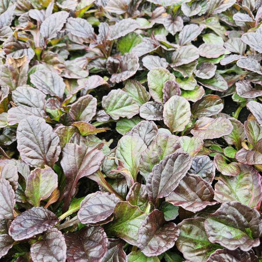 Kriechender Günsel Ajuga reptans – ↕10-25cm – Ø9cm – Bodendecker – Halbschatten & Schatten – Blühend & pflegeleicht