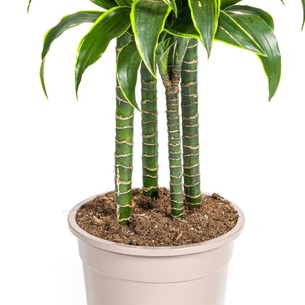 Drachenbaum Dracaena Deremensis Dorado Zimmerpflanze Ø27cm ↕180cm – pflegeleichte Grünpflanze für Wohnzimmer, Büro & helle Standorte kaufen