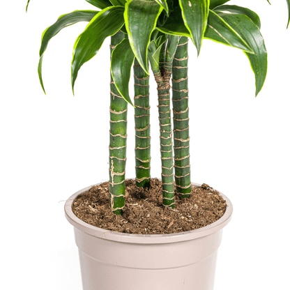 Drachenbaum Dracaena Deremensis Dorado Zimmerpflanze Ø27cm ↕180cm – pflegeleichte Grünpflanze für Wohnzimmer, Büro & helle Standorte kaufen
