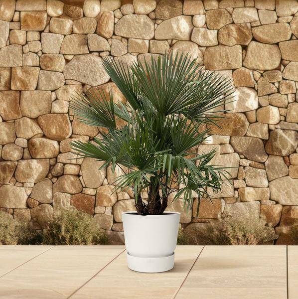 Hanfpalme Gartenpflanze Ø50cm ↕230cm – winterharte Pflanze für Garten, Balkon, Terrasse, Kübel & Beet online kaufen
