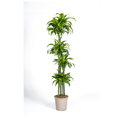 Drachenbaum Dracaena Deremensis Dorado Zimmerpflanze Ø27cm ↕180cm – pflegeleichte Grünpflanze für Wohnzimmer, Büro & helle Standorte kaufen