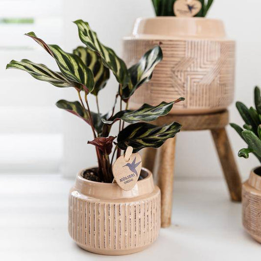 Calathea Makoyana – Pfauen – Korbmaranthe – Zimmerpflanze – Ø9cm – Exotische, kompakte Grünpflanze mit dekorativen Blättern