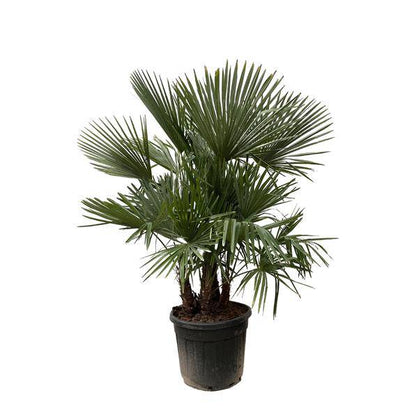 Hanfpalme Gartenpflanze Ø50cm ↕230cm – winterharte Pflanze für Garten, Balkon, Terrasse, Kübel & Beet online kaufen